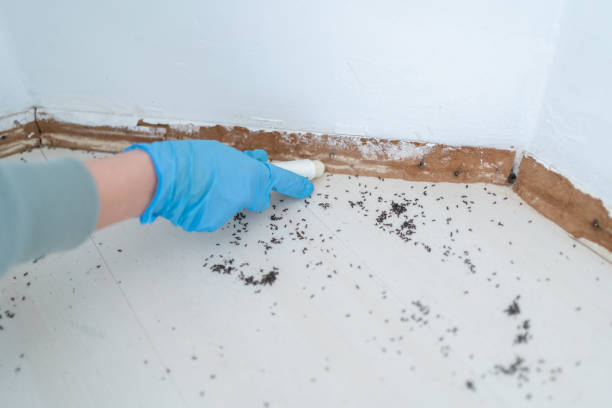 Best Pest Prevention Services  in Hornell, NY